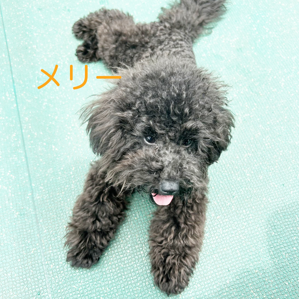 生徒が撮影してくれた写真①
